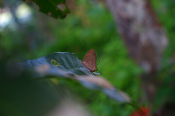 Beautiful butterfly on the leaf.