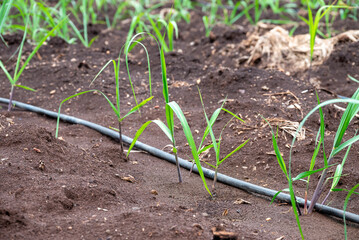sugarcane plants grow in field. Growing sugarcane plants in a sugarcane farm, sugarcane plants growing in a cultivated field.