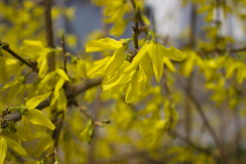 Close-Up of Yellow Forsythia Blossoms