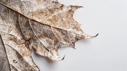 Naklejka premium A macro shot of a maple leaf showcasing its intricate details, the delicate texture of its surface and the interplay of light and shadow