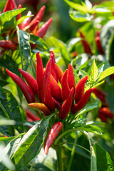 Obraz premium Red chili pepper plant growing in the field.