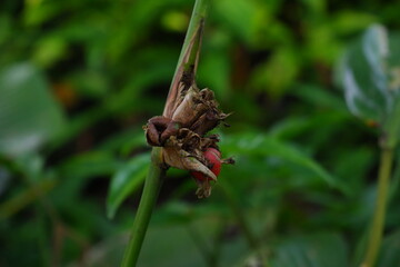 Aframomum angustifolium or red fruit that sticks to the stem.