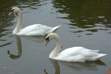 Obraz premium two swans on the lake