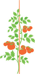 Tomato plant color icon. Organic vegetable garden