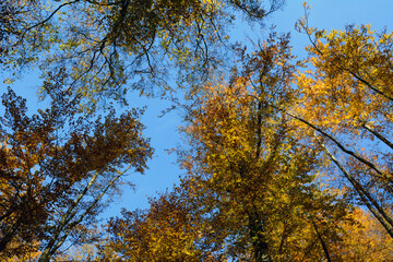 Bottom view of autumn trees with bright yellow crowns of deciduous trees against blue sky. Natural seasonal landscape