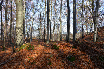 Fototapeta premium A view of an autumn forest and bare trunks of trees without leaves on a sunny day. The ground is covered with yellow dry leaves. The blue sky can be seen behind the trees