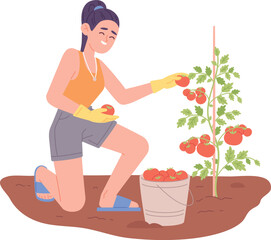Tomato garden harvest. Woman pick fresh vegetables