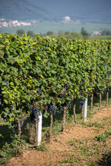 Weinreben mit Landschaft im Hintergrund - Pfalz