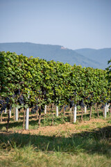 Fototapeta premium Weinreben mit roten Trauben. Vogesen im Hintergrund - Pfalz