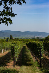 Fototapeta na wymiar Weinberge und Pfälzerwald