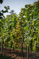 Weinreben im Wingert - Nußdorf, Rheinland Pfalz