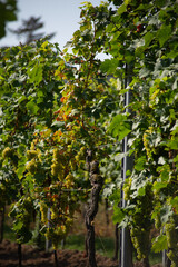 Weinreben im Wingert - Nußdorf, Rheinland Pfalz