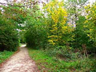 Chemin de promenade en forêt