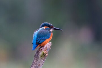 A kingfisher with striking blue and orange feathers perches on a tree stump, looking to the side, with a softly blurred, natural background.