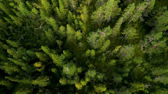 Cinematic top down aerial boreal conifer forest in Norway-