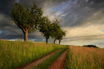 Fototapeta premium tree in the field
