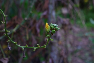 Ants on Ridge Gourd or Luffa Flower.