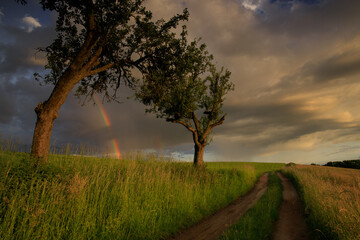 sunset in the field