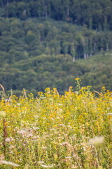 Obraz premium A Vast Meadow Adorned with Colorful Wildflowers Beneath a Bright and Clear Sky Above