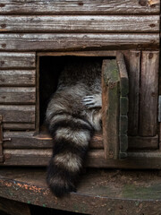 funny raccoon tail in wooden house