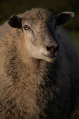 portrait of a ram outdoor in the meadow