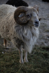 portrait of a ram outdoor in the meadow