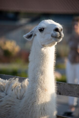 funny portrait of a white alpaca on a wide angle camera