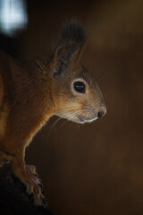 Obraz premium red squirrel on a tree close up