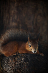 red squirrel on a tree close up