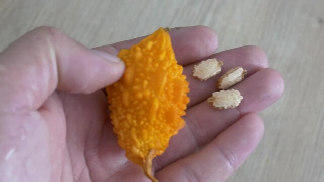 Momordica charantia (Mother melon) fruit and its seeds,
