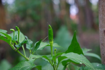 Green chilies towering on the tree.