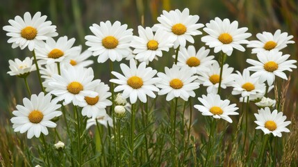 Fototapeta premium The landscape of white daisy blooms in a field 