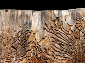 tunnels produced in the wood of a tree trunk by the bark beetles of pines and conifers, view of a longitudinal section