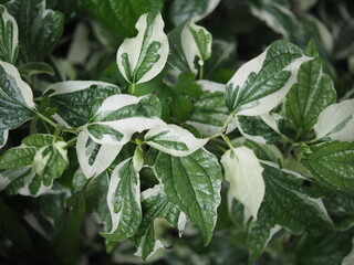 white and green leafe veraigated plants blooming in garden house pot 