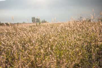 Golden Grasses in Early Morning Light, showcasing the beauty of nature in its fresh glory