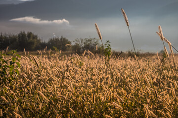 Golden Grasses in Early Morning Light, showcasing the beauty of nature in its fresh glory