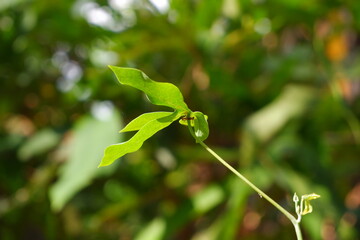 New shoots of cassava plants.