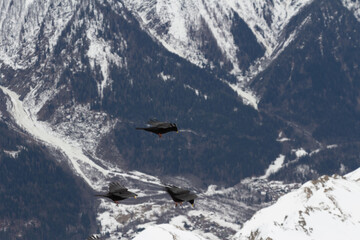 crows over a ski resort. drama sky. high resolution photo.