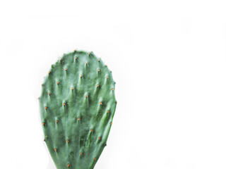 opuntia cactus in pot house plants with new grow pad 