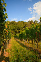 vineyards in southern Germany