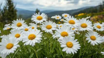 Obraz premium The landscape of white daisy blooms in a field 