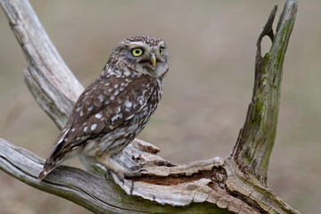 Little Owl (Athene Noctua) perched on an old wooden stump in farmland