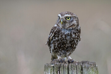 Little Owl (Athene Noctua) perched on an old wooden stump in farmland