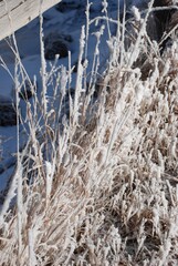 Winter in Wyoming 