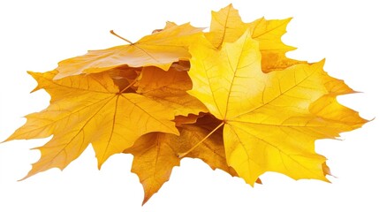 Fototapeta premium Autumn Maple Leaf Transition: A Beautiful Representation of the Gradual Color Change of Maple Leaves in Fall, Showcasing the Shift from Green to Vibrant Shades of Red, Orange, and Yellow.