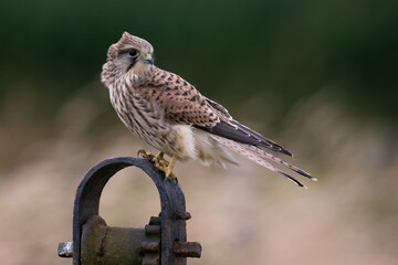 Recently fledged Kestrel (Falco tinnunculus) perched in a field