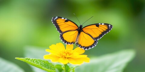 Obraz premium lovely wallpaper with butterflies