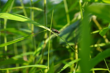 Fototapeta premium A big fly in the grass.