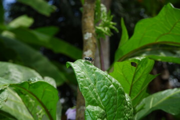 A large fly on an eggplant leaf.