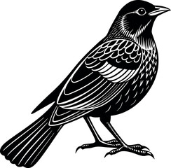 red winged black bird vector with white background